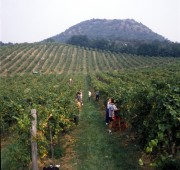  Badacsony, 1989. szeptember 28. A badacsonyi történelmi borvidék hírnevét a bazalthegy oldalán termelt boroknak köszönheti. A talaj minősége és a vidék mikroklímája kiválóan alkalmas a bortermelésre. Az egykor Európa hírű borvidék ma sok problémával küszködik. A nagyüzemi művelés nem váltotta be a hozzá fűzött reményeket, a kistermelők gépesítés híján nem tudnak nagyobb területet művelni. A képen: a keszthelyi Agrártudományi Egyetem hallgatói szüretelnek a Badacsonyi Állami Gazdaságban.