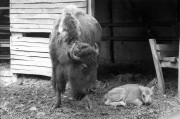 Bölénybika született a jászberényi Lehel Hűtőgépgyár állatkertjében. A Buffaló Bill névre keresztelt kis bölény egészséges, jól érzi magát a jászsági állatkertben. 