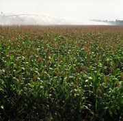 Esőszerűen öntözik a kukoricát az amerikai öntöző-berendezéssel Békés megyében, ahol a szántóföldek alig 5 %-a öntözhető mesterségesen. Az idei szárazságban a növények kiszáradása ellen ezeken a területeken eredményesen tudtak védekezni. 
