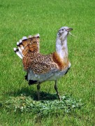   Dévaványa, 1989. április 14. Európa legnagyobb testű, félénk, földön fészkelő madara a túzok. Magyarországon Dévaványa környékén él a legnagyobb túzok populáció. A képen: egy túzok kakas. 