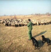1990. február 23. Kelemen György magángazdálkodó több, mint 200 birkája legel a Pap-malma környékén. A kora tavaszi időjárás miatt György napja előtt kihajtották a juhokat a legelőre.