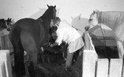 Garabonc, 1990. november 6. Dr. Virág Ernő és Fülöp Csaba felcser egy lovat vizsgál a garabonci magán-állatkórházban.