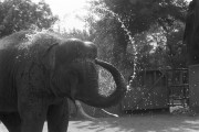 A nyári kánikulában locsolja magát az indiai elefánt a budapesti állatkertben.