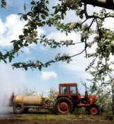 Bortartalmú vegyszerrel permetezik a Csányi Állami Gazdaság 330 hektáros gyümölcsösében a virágba borult almafákat. A szakemberek szerint ez az összetételű vegyszer a méhekre nem ártalmas. 