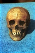 Morvai Ferenc vállalkozó által szervezett nemzetközi expedíció kutatta Petőfi Sándor sírját és maradványait a szibériai Barguzinban 1989. július 13. és 31-e között. A kutatás két hete alatt 28 sírt tártak fel három helyszínen, majd július 17-én bukkantak arra a sírra amelynek csontváza - az expedíció antropológus bizottsága szerint - azonos Petőfi Sándorral. A képen: A barguzini temető hetes számú sírjából kiemelt koponya, amely vélhetőleg azonos Petőfi Sándoréval. 
