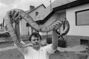 Kiss György egyik kedvencével Fricivel, a három éves boával. A hatvani MÁV-nál rendészként dolgozó férfi családi házában kígyókat, siklókat és teknősbékákat tenyészt.